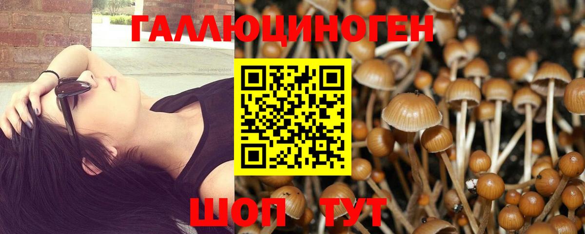 Псилоцибиновые грибы Psilocybe  закладки  Каспийск 